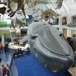 Discover Fossils & Gems at Natural History Museum - FAQ