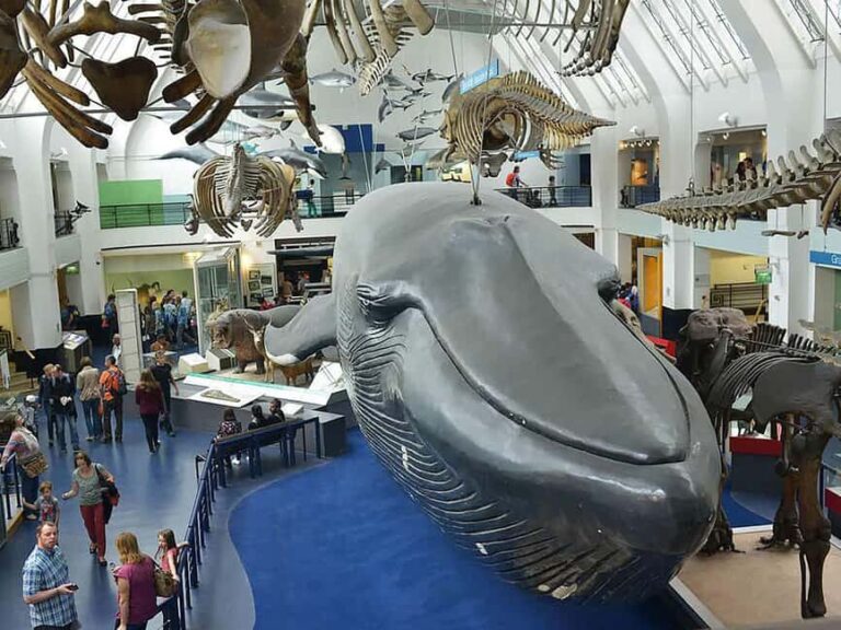 Discover Fossils & Gems at Natural History Museum - FAQ