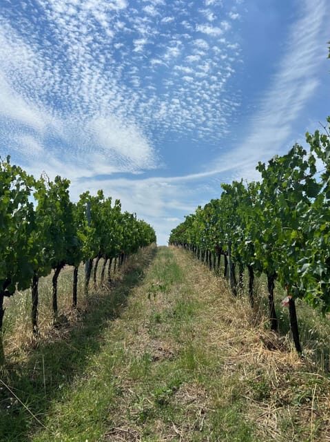 Discover Italian Wines: Exclusive Tasting at Tenuta La Viola - Who Should Consider This Tour?