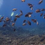 Discover Scuba Diving - Safety and Comfort