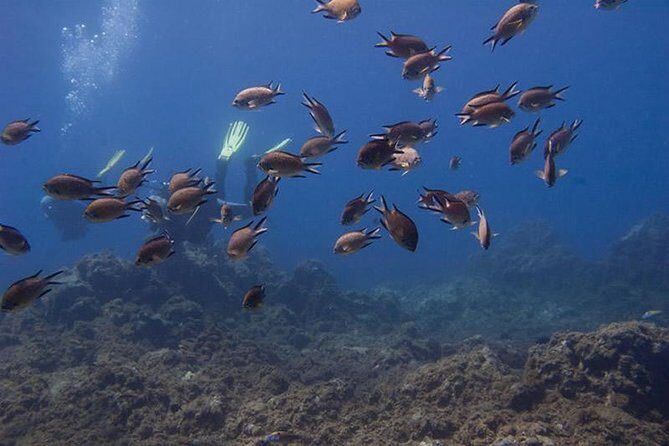 Discover Scuba Diving - Safety and Comfort