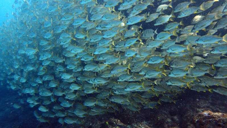 Discover Scuba Diving Experience - The Itinerary Breakdown