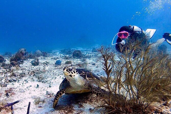 Discover Scuba Diving in Cozumel - The Value for Your Money