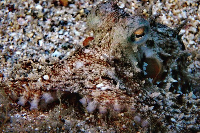 Discover Scuba Diving in Naxos, Greece - The Meeting Point and Easy Access