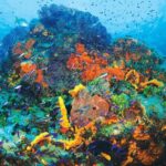 Discover Scuba Diving - One Tank at Coral Reef - Real Experiences from Travelers