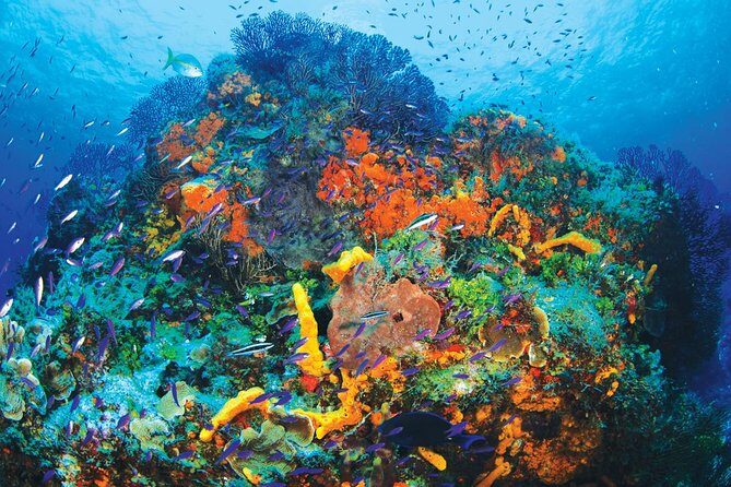 Discover Scuba Diving - One Tank at Coral Reef - Real Experiences from Travelers