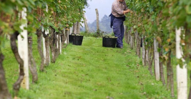 Discover the Essence of Txakoli Wine from San Sebastian - Who Is This Tour Best For?