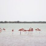 Discover the FABULOUS PINK WATERS at the Caribean (Las Coloradas+Río Lagartos) - Frequently Asked Questions