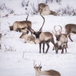 Discover the Fjords of Kvaloya - a roadtrip along fjords and fishing villages - The Experience and What You Can Expect