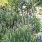 Discover the World of Herbs in the National Garden of Athens - Is It Worth the Price? Analyzing the Value
