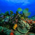 Discovery Scuba Diving !! - How the Tour Is Structured