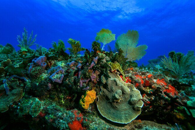 Discovery Scuba Diving !! - How the Tour Is Structured