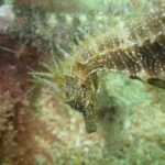 Dive in Marine Reserve, Arrábida, Setúbal, Sesimbra, near Lisbon - The Experience in Detail