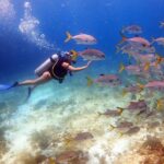 Diving in Cancun for Certified Divers | 2 Dives | All Inclusive - Key Points