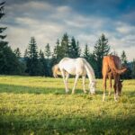 Djerdap Gorge and Golubac Fortress Private Tour - Exploring Djerdap Gorge and the Danube