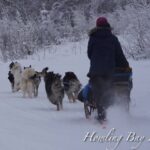 Dog Sled Adventure - The Itinerary: What to Expect Step-by-Step