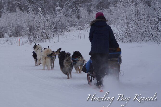 Dog Sled Adventure - The Itinerary: What to Expect Step-by-Step