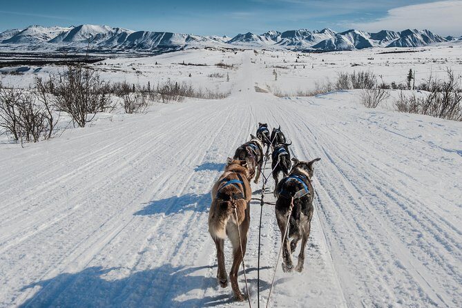 Dog Sledding - Subarctic Wilderness Tour - Learning About Dog Mushing