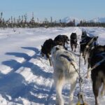 Dog Sledding with Alaskan Huskies - The Practical Side: Logistics and Considerations