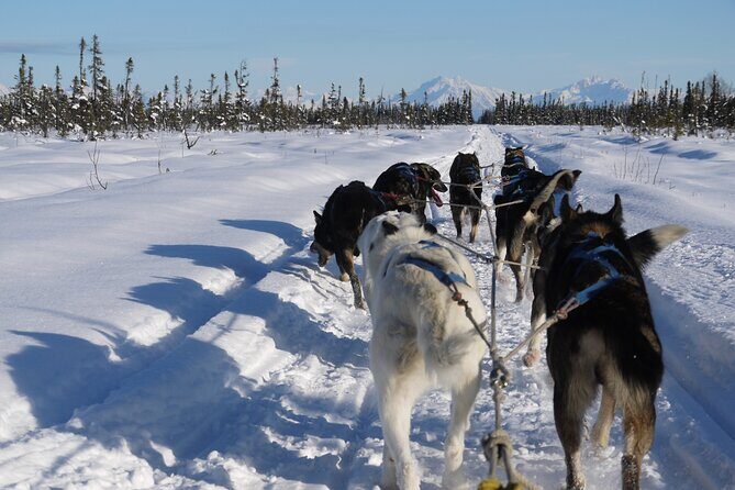 Dog Sledding with Alaskan Huskies - The Practical Side: Logistics and Considerations