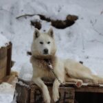 Dogsled Adventure in Mont-Tremblant - The Experience of Driving the Sled or Riding as a Passenger