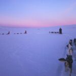 Dogsled Adventure Kiruna - The Dogs and the Guides