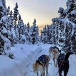 Dogsled Rides - Why This Tour Stands Out