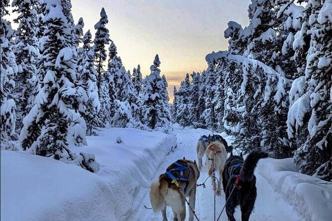 Dogsled Rides - Why This Tour Stands Out