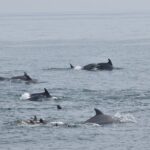 Dolphin and Bird Watching Ecotour Cruise - Who Would Love This Tour?