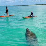 Dolphin and Manatee Adventure Tour of Fort Myers - What Makes the Fort Myers Paddleboard Tour Stand Out?