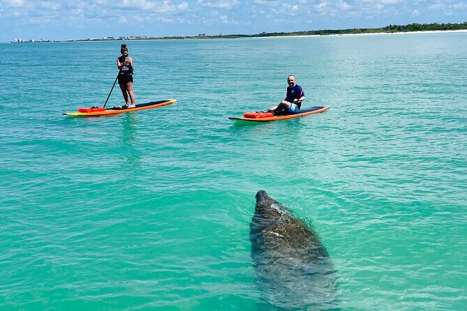 Dolphin and Manatee Adventure Tour of Fort Myers - What Makes the Fort Myers Paddleboard Tour Stand Out?