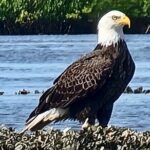 Dolphin and Manatee Kayak Tour of Daytona Beach - The Real Guest Experiences