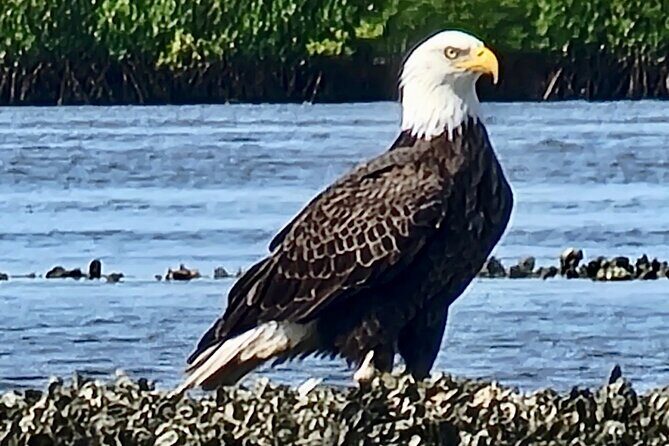 Dolphin and Manatee Kayak Tour of Daytona Beach - The Real Guest Experiences