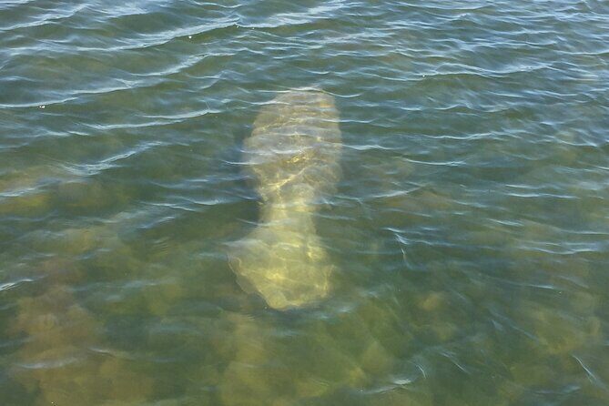 Dolphin and Manatee River Cruise Melbourne, Fl. Tour Time 1030 - What to Expect During the Tour