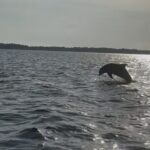 Dolphin cruise in Santa Rosa Beach - Breakdown of the Itinerary