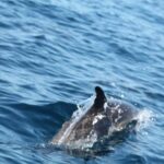 Dolphin Discovery - Who Should Consider This Tour
