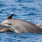 Dolphin Kayak Safari at Sunset at Golfo Aranci - FAQs