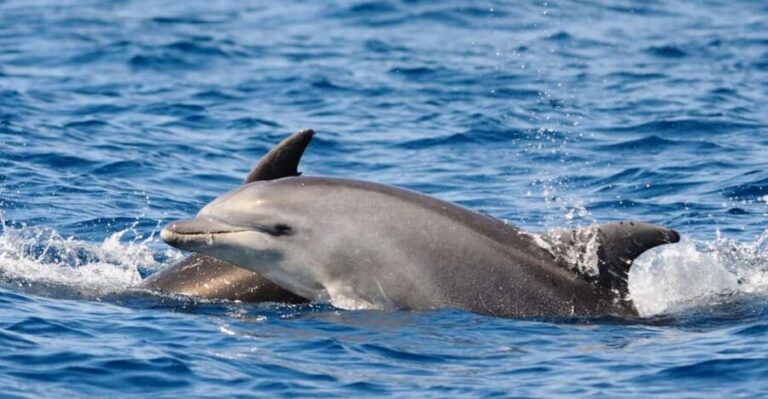 Dolphin Kayak Safari at Sunset at Golfo Aranci - FAQs