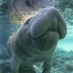 Dolphin & Manatee Kayaking Tour in Orlando Area - Whats Included and How It Works