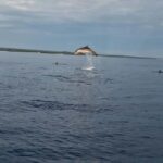 Dolphin private sunset tour Rovinj - What the Reviews Say