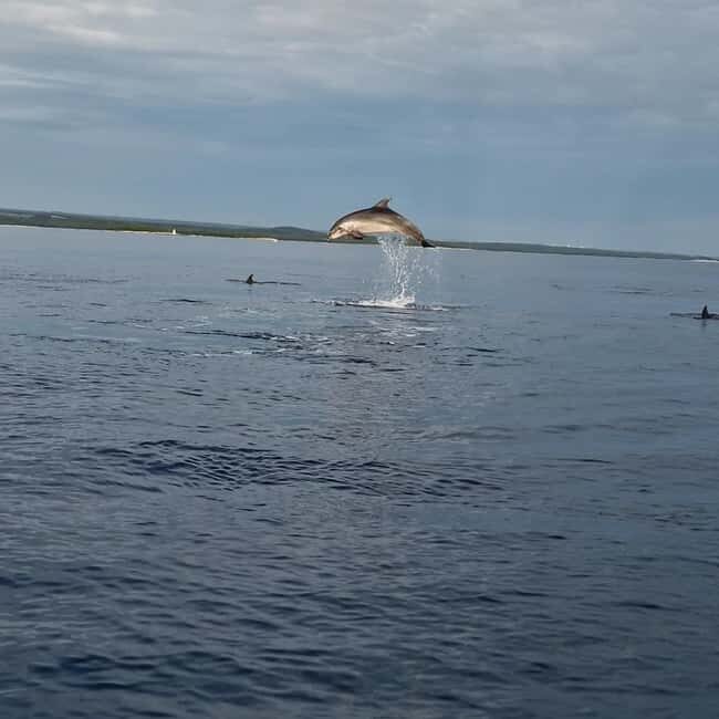 Dolphin private sunset tour Rovinj - What the Reviews Say