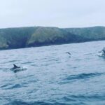 Dolphin Route - How the Tour Adds Value