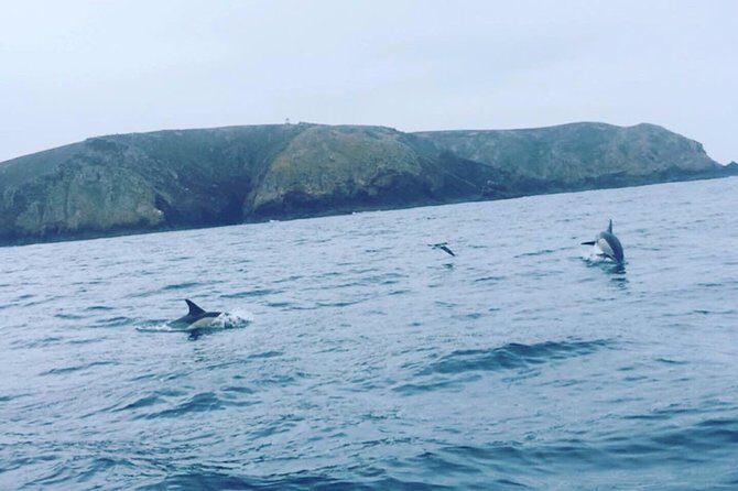 Dolphin Route - How the Tour Adds Value