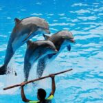 Dolphin Show Free Transfer From Alanya, Side, Kemer,Antalya - How the Experience Unfolds