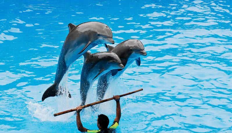 Dolphin Show Free Transfer From Alanya, Side, Kemer,Antalya - How the Experience Unfolds