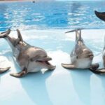 Dolphin Show Tour with Transfer from Alanya & Side - The Details: Transportation & Practicalities