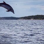 Dolphin Sunrise Adventure with Speedboat - The Price and Its Value