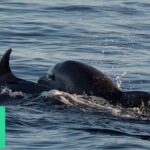 Dolphin & Sunset tour with Brijuni panorama - Who Is This Tour Best For?