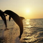 Dolphin Tour  85% chance - All inclusive Drinks + Dinner - What the Reviews Say