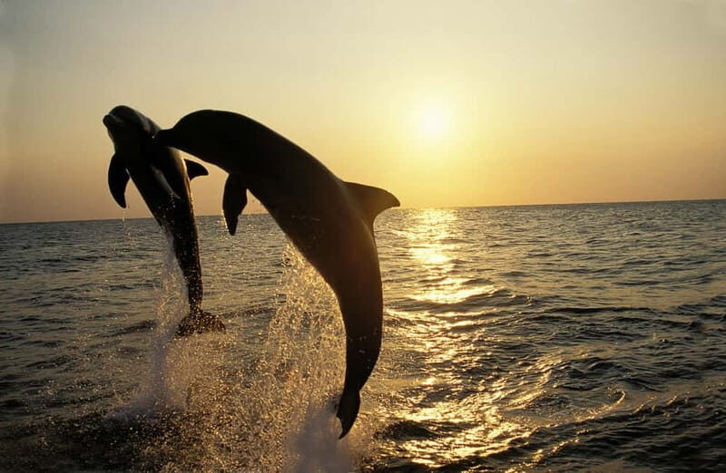 Dolphin Tour  85% chance - All inclusive Drinks + Dinner - What the Reviews Say